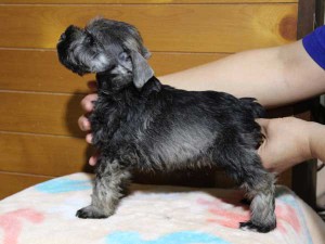 ミニチュアシュナウザー子犬販売、男の子（オス）、ソルト＆ペッパー、2014年03月29日産まれ、神奈川県ブリーダー、ID6376