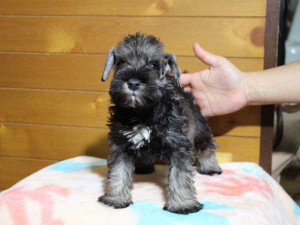 ミニチュアシュナウザー子犬販売、男の子（オス）、ソルト＆ペッパー、2014年03月29日産まれ、神奈川県ブリーダー、ID6376