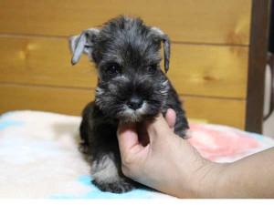 ミニチュアシュナウザー子犬販売、女の子（メス）、ソルト&ペッパー、2014年03月29日産まれ、神奈川県ブリーダー、ID6377