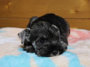 ミニチュアシュナウザー子犬販売、女の子（メス）、ソルト&ペッパー、2014年03月29日産まれ、神奈川県ブリーダー、ID6377