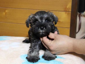 ミニチュアシュナウザー子犬販売、女の子（メス）、ソルト&ペッパー、2014年04月06日産まれ、神奈川県ブリーダー、ID6378