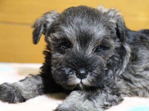 ミニチュアシュナウザー子犬販売、女の子（メス）、ソルト&ペッパー、2014年04月06日産まれ、神奈川県ブリーダー、ID6378