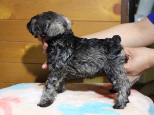 ミニチュアシュナウザー子犬販売、女の子（メス）、ソルト&ペッパー、2014年04月06日産まれ、神奈川県ブリーダー、ID6378