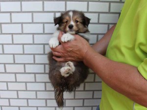 シェットランドシープドッグ（シェルティー、シェルティ）子犬販売情報、セーブル、男の子（オス）、フルカラー、ブレーズ有、2014年4月1日生まれ、東京都ブリーダー、ID6405