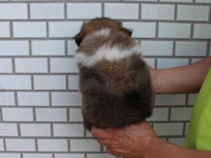シェットランドシープドッグ（シェルティー、シェルティ）子犬販売情報、セーブル、男の子（オス）、フルカラー、ブレーズ有、2014年4月1日生まれ、東京都ブリーダー、ID6405