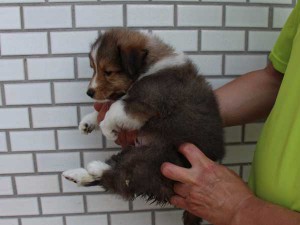 シェットランドシープドッグ（シェルティー、シェルティ）子犬販売情報、セーブル、男の子（オス）、フルカラー、ブレーズ有、2014年4月1日生まれ、東京都ブリーダー、ID6405