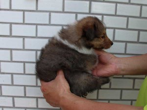 シェットランドシープドッグ（シェルティー、シェルティ）子犬販売情報、セーブル、男の子（オス）、フルカラー、ブレーズ有、2014年4月1日生まれ、東京都ブリーダー、ID6405
