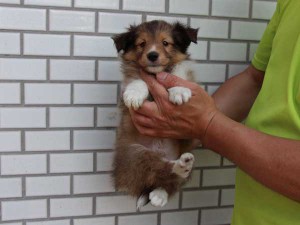 シェットランドシープドッグ（シェルティー、シェルティ）子犬販売情報、セーブル、男の子（オス）、3/4カラー、ブレーズなし、2014年4月1日産まれ、東京都ブリーダー、ID6406