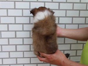 シェットランドシープドッグ（シェルティー、シェルティ）子犬販売情報、セーブル、男の子（オス）、3/4カラー、ブレーズなし、2014年4月1日産まれ、東京都ブリーダー、ID6406