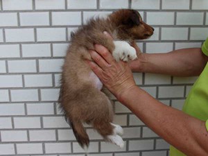 シェットランドシープドッグ（シェルティー、シェルティ）子犬販売情報、セーブル、男の子（オス）、3/4カラー、ブレーズなし、2014年4月1日産まれ、東京都ブリーダー、ID6406