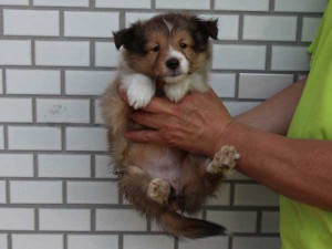 シェットランドシープドッグ（シェルティー、シェルティ）子犬販売情報、セーブル、女の子（メス）、カラー有（切れている）、ブレーズ有、2014年4月1日産まれ、東京都ブリーダー、ID6407
