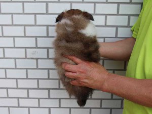 シェットランドシープドッグ（シェルティー、シェルティ）子犬販売情報、セーブル、女の子（メス）、カラー有（切れている）、ブレーズ有、2014年4月1日産まれ、東京都ブリーダー、ID6407