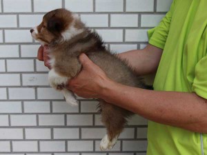 シェットランドシープドッグ（シェルティー、シェルティ）子犬販売情報、セーブル、女の子（メス）、カラー有（切れている）、ブレーズ有、2014年4月1日産まれ、東京都ブリーダー、ID6407