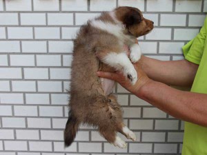 シェットランドシープドッグ（シェルティー、シェルティ）子犬販売情報、セーブル、女の子（メス）、カラー有（切れている）、ブレーズ有、2014年4月1日産まれ、東京都ブリーダー、ID6407