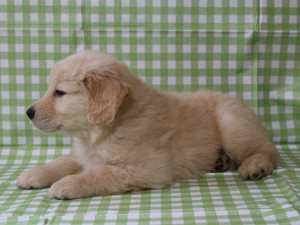 ゴールデンレトリーバー（レトリバー）千葉県ブリーダー子犬販売情報、20140331産まれ、ゴールド、男の子（オス）、ID6415