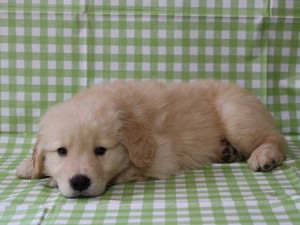 ゴールデンレトリーバー（レトリバー）千葉県ブリーダー子犬販売情報、20140331産まれ、ゴールド、男の子（オス）、ID6415