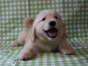 ゴールデンレトリーバー（レトリバー）千葉県ブリーダー子犬販売情報、20140331産まれ、ゴールド、男の子（オス）、ID6416