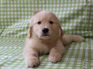 ゴールデンレトリーバー（レトリバー）千葉県ブリーダー子犬販売情報、20140331産まれ、ゴールド、男の子（オス）、ID6416
