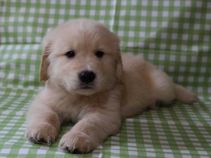 ゴールデンレトリーバー（レトリバー）千葉県ブリーダー子犬販売情報、20140331産まれ、ゴールド、男の子（オス）、ID6416