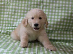 ゴールデンレトリーバー（レトリバー）千葉県ブリーダー子犬販売情報、20140331産まれ、ゴールド、男の子（オス）、ID6416