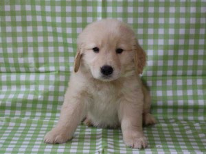 ゴールデンレトリーバー（レトリバー）千葉県ブリーダー子犬販売情報、20140331産まれ、ゴールド、男の子（オス）、ID6417
