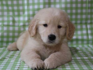 ゴールデンレトリーバー（レトリバー）千葉県ブリーダー子犬販売情報、20140331産まれ、ゴールド、男の子（オス）、ID6417