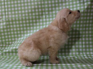 ゴールデンレトリーバー（レトリバー）千葉県ブリーダー子犬販売情報、20140331産まれ、ゴールド、男の子（オス）、ID6417