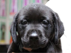 ラブラドールレトリーバー子犬販売、ブラック（黒ラブ）、男の子（牡、雄、オス、Male）、2014年04月23日産まれ、神奈川県ブリーダー、ID6629