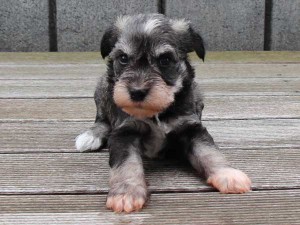 ミニチュアシュナウザー子犬販売、ソルト＆ペッパー、男の子（オス）、2014年05月27日産まれ、静岡県ブリーダー、ID6771
