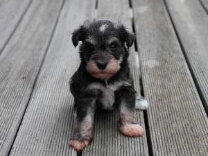 ミニチュアシュナウザー子犬販売、ソルト＆ペッパー、男の子（オス）、2014年05月27日産まれ、静岡県ブリーダー、ID6771