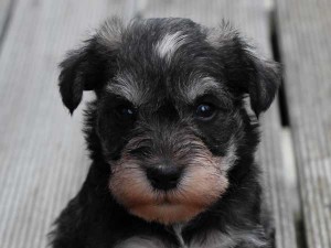 ミニチュアシュナウザー子犬販売、ソルト＆ペッパー、男の子（オス）、2014年05月27日産まれ、静岡県ブリーダー、ID6771