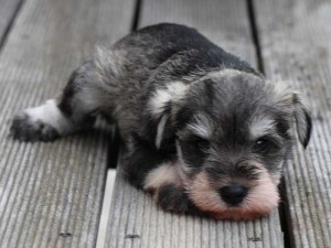 ミニチュアシュナウザー子犬販売、ソルト＆ペッパー、男の子（オス）、2014年05月27日産まれ、静岡県ブリーダー、ID6772