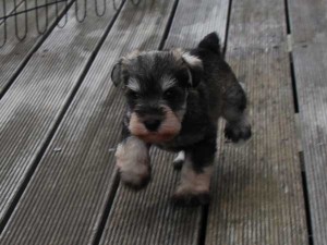 ミニチュアシュナウザー子犬販売、ソルト＆ペッパー、男の子（オス）、2014年05月27日産まれ、静岡県ブリーダー、ID6772