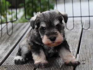 ミニチュアシュナウザー子犬販売、ソルト＆ペッパー、男の子（オス）、2014年05月27日産まれ、静岡県ブリーダー、ID6772
