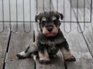 ミニチュアシュナウザー子犬販売、ソルト＆ペッパー、男の子（オス）、2014年05月27日産まれ、静岡県ブリーダー、ID6772