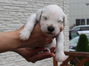 ミニチュアシュナウザー子犬販売、、男の子（オス）、ホワイト、2014年06月09日産まれ、静岡県ブリーダー、ID6773