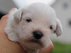 ミニチュアシュナウザー子犬販売、男の子（オス）、ホワイト、2014年06月09日産まれ、静岡県ブリーダー、ID6775