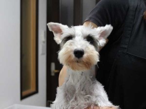 ミニチュアシュナウザー子犬販売、2014年06月09日産まれ、母犬、静岡県ブリーダー、ID6773、ID6774、ID6775