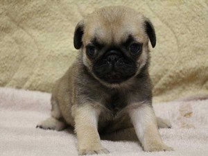 パグ子犬販売、フォーン、男の子（オス）、2014年05月15日産まれ、千葉県ブリーダー、ID6829