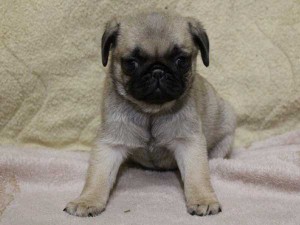 パグ子犬販売、フォーン、女の子（メス）、2014年05月15日産まれ、千葉県ブリーダー、ID6830