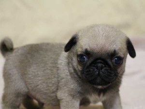 パグ子犬販売、フォーン、男の子（オス）、2014年06月01日産まれ、千葉県ブリーダー、ID6831