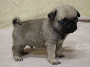 パグ子犬販売、フォーン、男の子（オス）、2014年06月01日産まれ、千葉県ブリーダー、ID6831