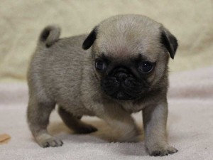 パグ子犬販売、フォーン、男の子（オス）、2014年06月01日産まれ、千葉県ブリーダー、High Quality Dog、ID6832
