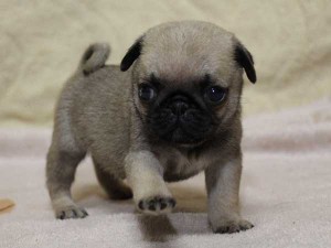 パグ子犬販売、フォーン、男の子（オス）、2014年06月01日産まれ、千葉県ブリーダー、High Quality Dog、ID6832