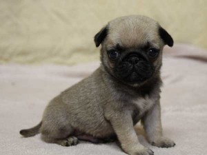 パグ子犬販売、フォーン、男の子（オス）、2014年06月01日産まれ、千葉県ブリーダー、High Quality Dog、ID6832