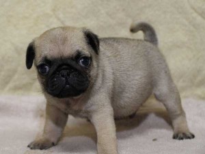 パグ子犬販売、フォーン、男の子（オス）、2014年06月01日産まれ、千葉県ブリーダー、High Quality Dog、ID6832