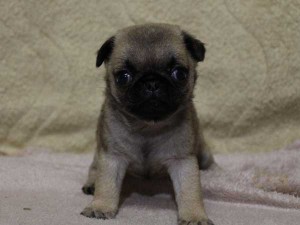 パグ子犬販売情報、男の子（オス）、フォーン、2014年05月31日産まれ、千葉県ブリーダー、ID6833