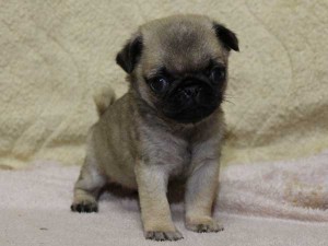パグ子犬販売情報、男の子（オス）、フォーン、2014年05月31日産まれ、千葉県ブリーダー、ID6833