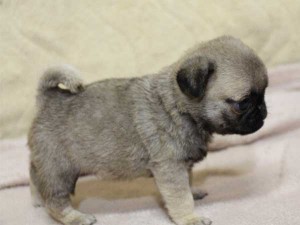 パグ子犬販売情報、男の子（オス）、フォーン、2014年05月31日産まれ、千葉県ブリーダー、ID6834