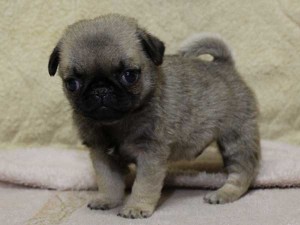 パグ子犬販売情報、男の子（オス）、フォーン、2014年05月31日産まれ、千葉県ブリーダー、ID6834